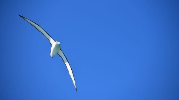 Akaroa: Scenic Coastline Wildlife Cruise - Common Questions