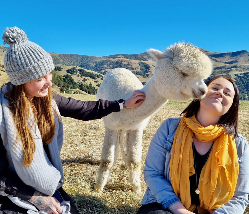 Akaroa Shamarra Alpaca Farm Guided Tour - What makes this farm visit worth considering