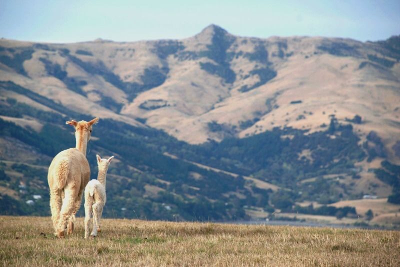 Akaroa Shamarra Alpaca Farm Guided Tour - A farm above Akaroa Harbour