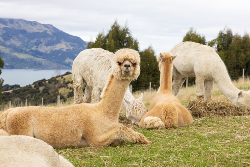 Akaroa Shamarra Alpaca Farm Guided Tour - What happens during the tour