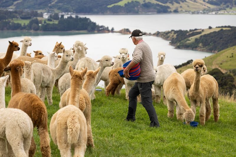 Akaroa Shamarra Alpaca Farm Guided Tour - Friendly guides, real farm details