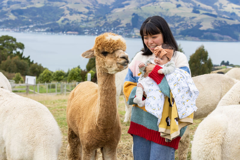 Akaroa Shamarra Alpaca Farm Guided Tour - Weather, clothing and photos