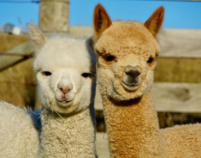 Akaroa Shamarra Alpaca Farm Guided Tour - Is the price good value?
