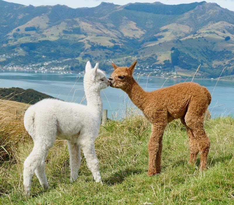 Akaroa Shamarra Alpaca Farm Guided Tour - Who will enjoy Shamarra Alpacas most?