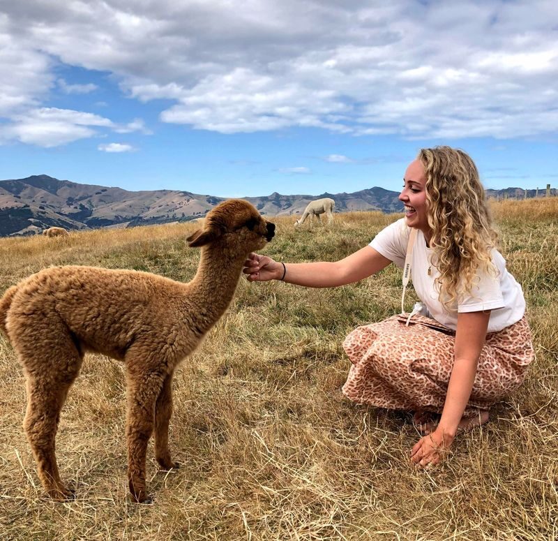Akaroa Shamarra Alpaca Farm Guided Tour - Should you book the Akaroa alpaca tour?