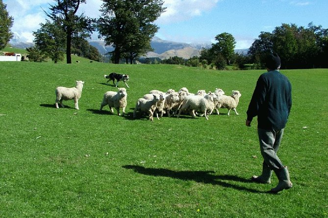 Akaroa Shore Excursion: Akaroa Harbour and Sheep Farm Local Tour - Start and End Point