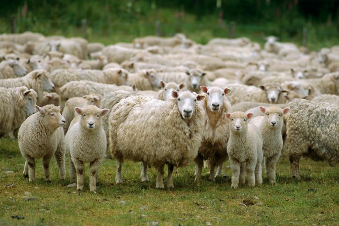 Akaroa Shore Excursion: Akaroa Harbour and Sheep Farm Local Tour - Cancellation Policy