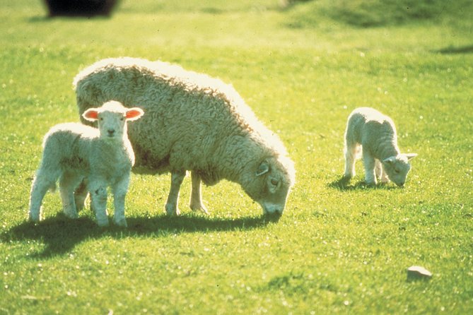Akaroa Shore Excursion: Banks Peninsula, Christchurch City Tour and Sheep Farm Tour - Tour Duration and Transportation
