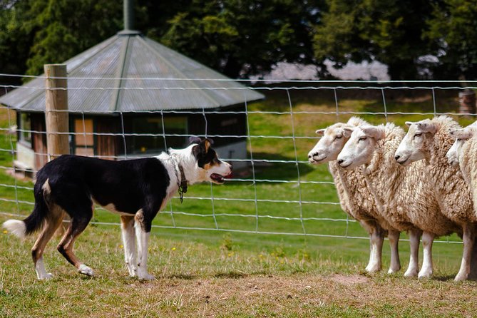 Akaroa Shore Excursion: Banks Peninsula, Christchurch City Tour and Sheep Farm Tour - Overall Highlights and Positive Feedback