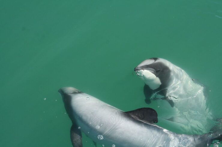 Akaroa: Swimming With Wild Dolphins 3-Hour Experience - Activity Details