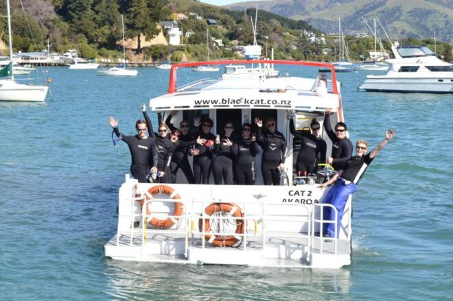 Akaroa: Swimming With Wild Dolphins 3-Hour Experience - Similar Water Activities in Akaroa