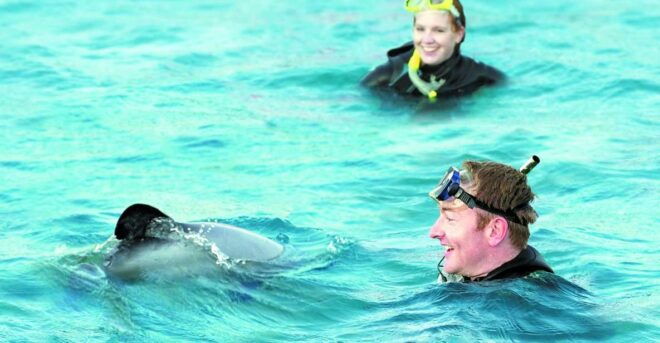 Akaroa: Swimming With Wild Dolphins 3-Hour Experience - Additional Information