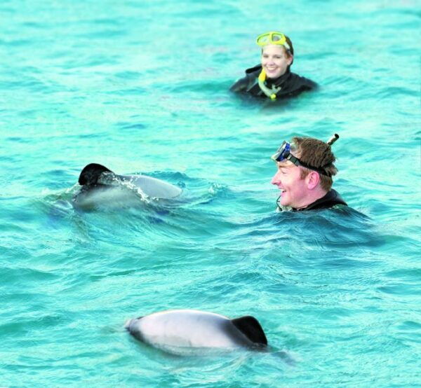 Akaroa: Swimming With Wild Dolphins 3-Hour Experience - Common Questions
