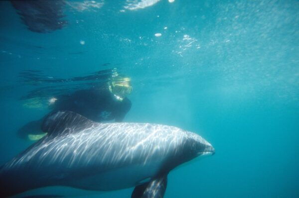 Akaroa: Swimming With Wild Dolphins 3-Hour Experience - The Sum Up