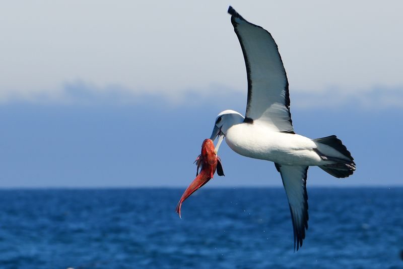 Akaroa Wildlife Cruise - Tony’s Commentary and a Friendly Crew