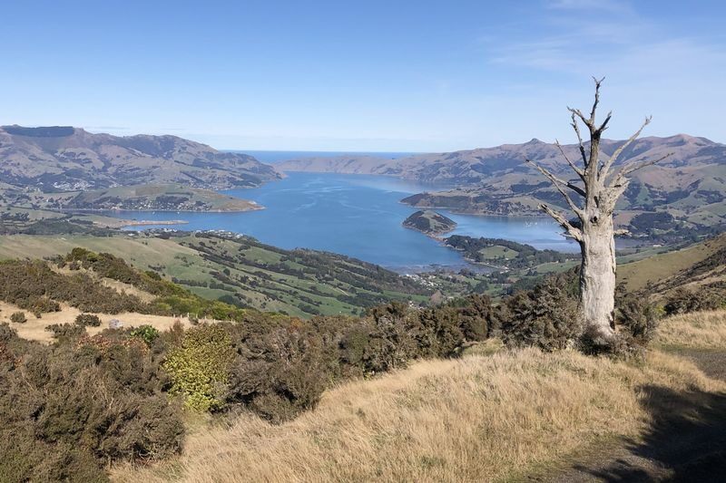 Akaroa Wildlife Cruise - Before You Head to the Wharf