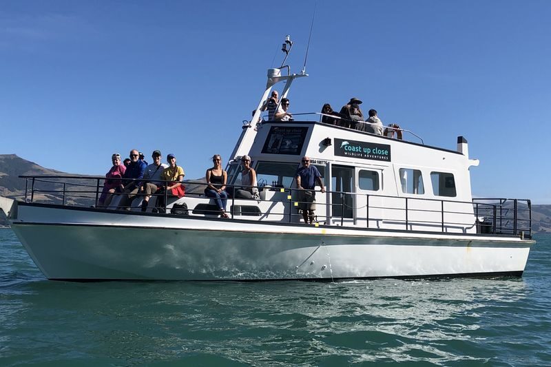 Akaroa Wildlife Cruise - Who Should Choose This Cruise?