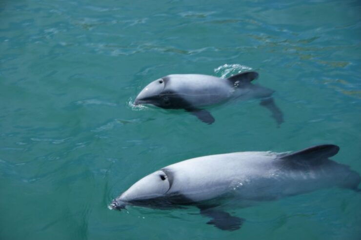 Akaroa: Wildlife Sailing Cruise With Dolphins and Penguins - Experience