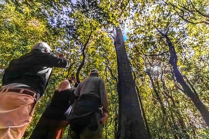 Akaroa with optional dolphin cruise (Small Group Tour) - Final Thoughts