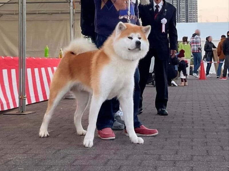 Akita: AKITA DOG DAY! A day tour by public transport - The Experience in Perspective