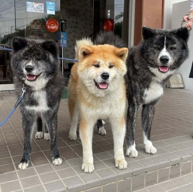 Akita: AKITA DOG DAY! A day tour by public transport - The Complete Experience