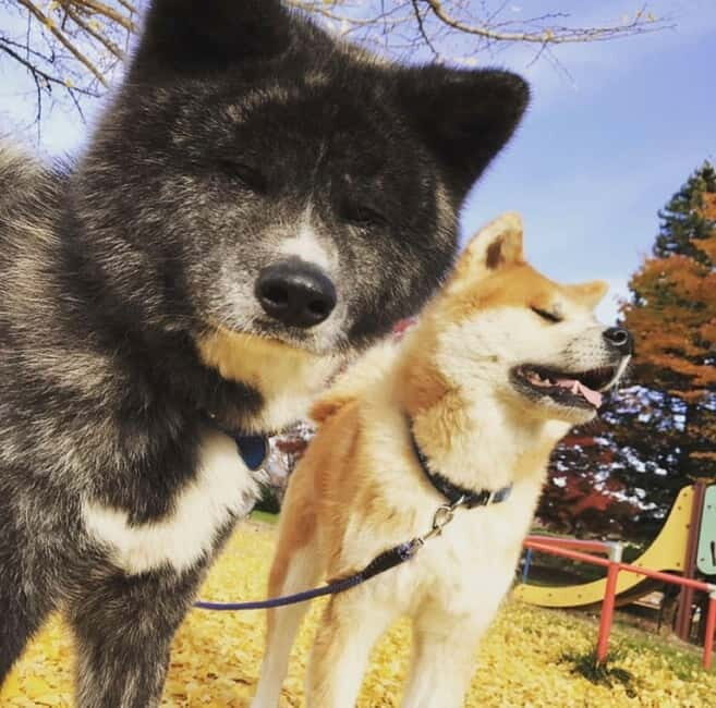 Akita: AKITA DOG DAY! A day tour by public transport - FAQ