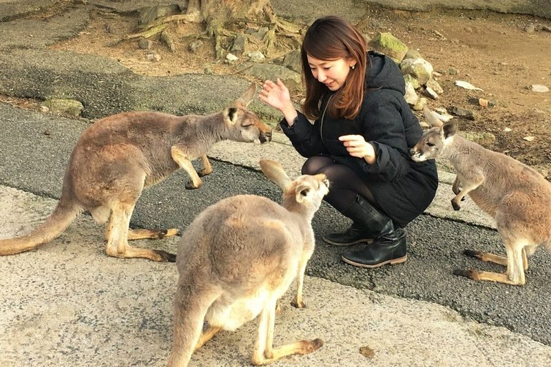Akiyoshidai Nature Zoo Safari Land Admission in Mine - At a glance