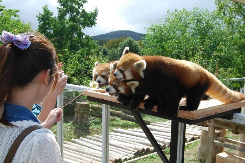 Akiyoshidai Nature Zoo Safari Land Admission in Mine - The safari drive is the main event