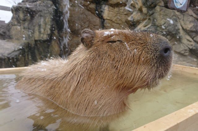 Akiyoshidai Nature Zoo Safari Land Admission in Mine - What the visit can look like