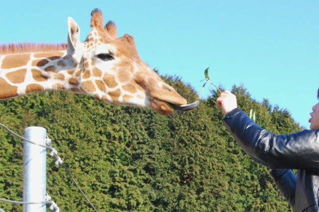 Akiyoshidai Nature Zoo Safari Land Admission in Mine - How much time to allow