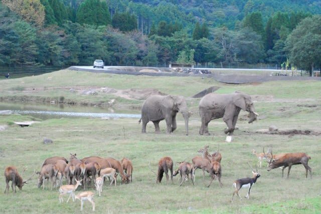 Akiyoshidai Nature Zoo Safari Land Admission in Mine - Getting to the park from Mine and beyond