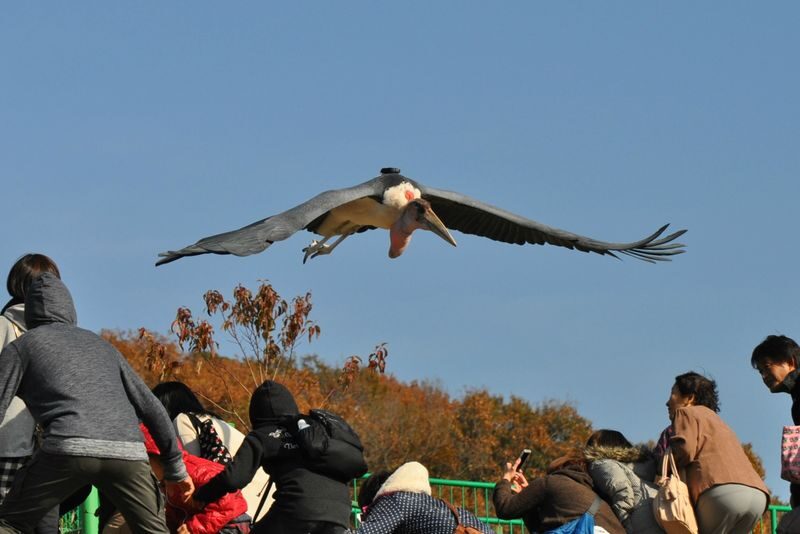 Akiyoshidai Nature Zoo Safari Land Admission in Mine - Is the ticket good value?