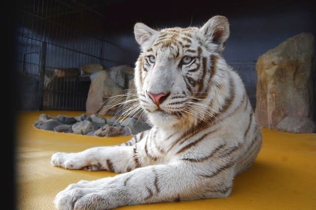 Akiyoshidai Nature Zoo Safari Land Admission in Mine - Who should book this safari?