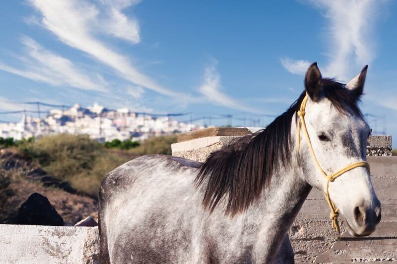 Akrotiri: Guided Horseback Riding Day Trip to a Beach - Good To Know