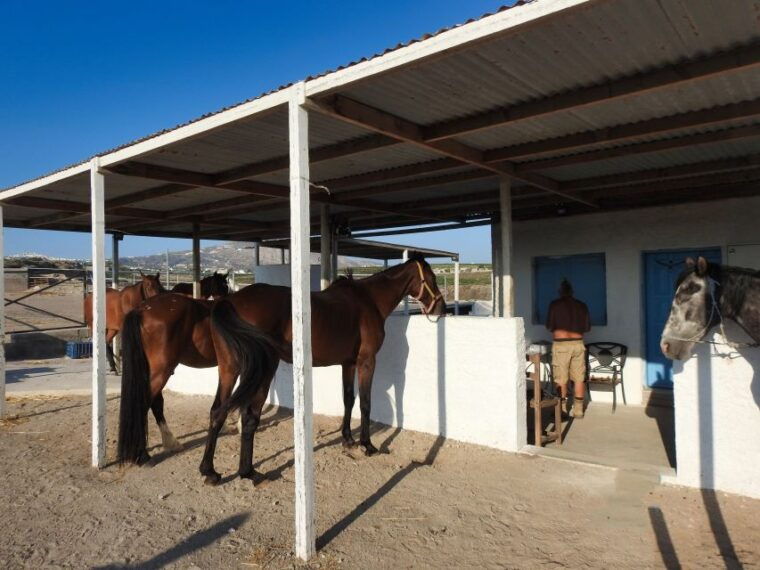 Akrotiri: Guided Horseback Riding Day Trip to a Beach - Authentic Reviews and What They Reveal