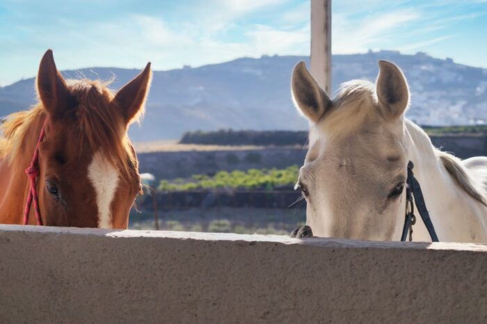 Akrotiri: Guided Horseback Riding Day Trip to a Beach - FAQs