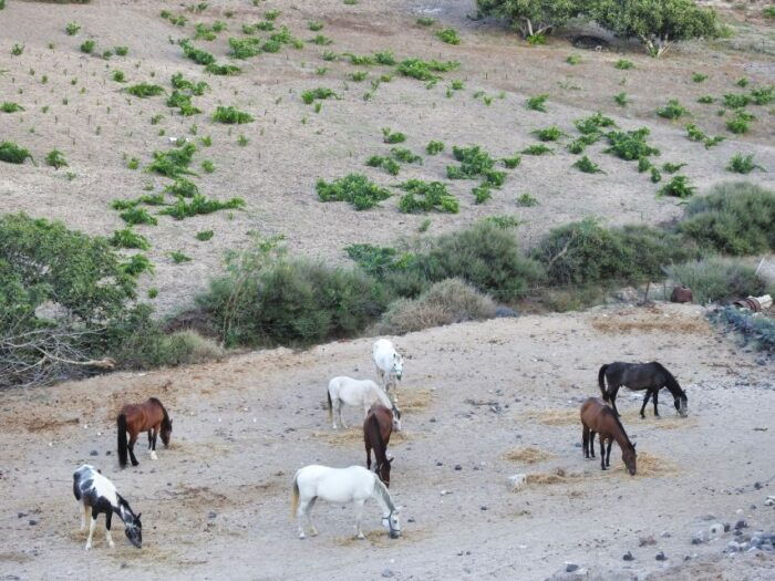 Akrotiri: Guided Horseback Riding Day Trip to a Beach - Final Thoughts