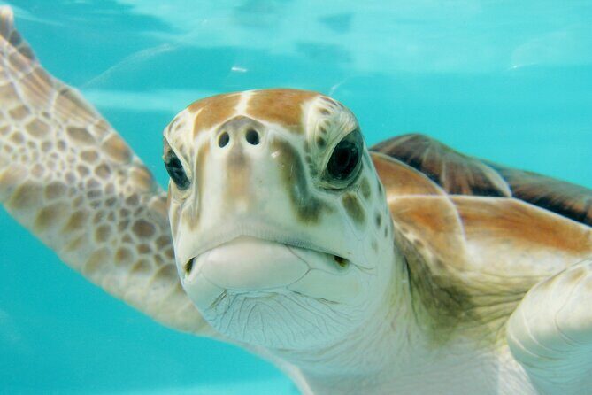 Akumal Adventure with Swimming with Turtles, Cenotes, Mexican Lunch. - An Honest Look at the Riviera Maya Adventure: Turtles, Cenotes, and Mexican Flavors