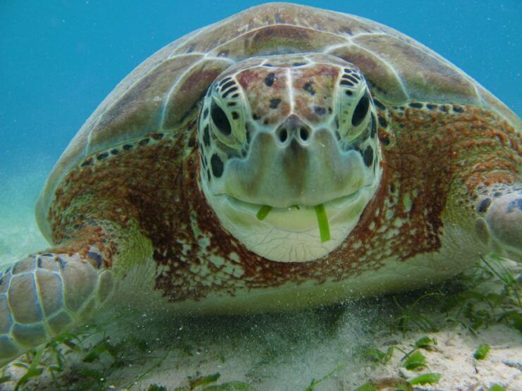 Akumal Bay: Cenotes and Snorkeling With Turtles - Activity Details