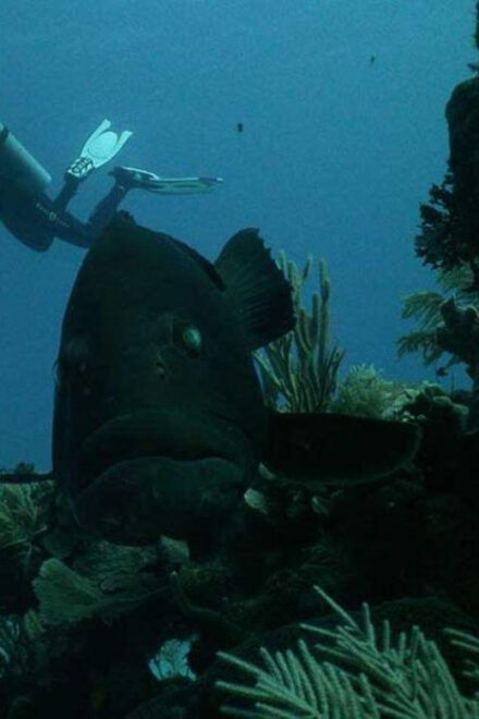 Akumal: Deep Dive Experience - Experienced PADI Instructors
