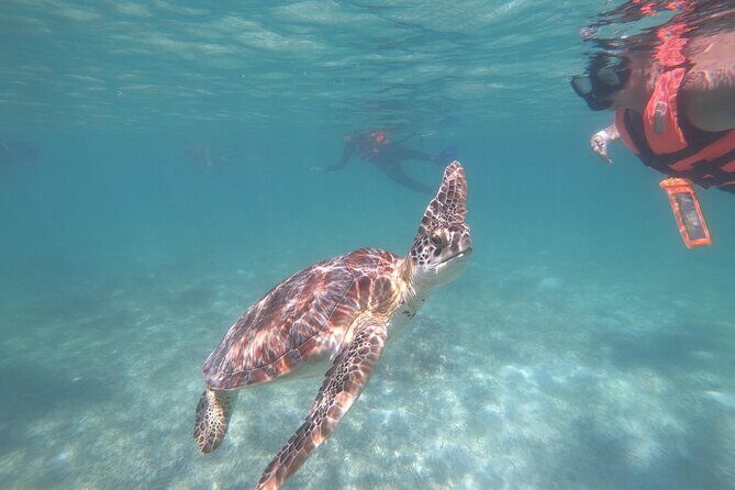 Akumal : Guided Snorkeling with Green Turtles and Corals - Good To Know