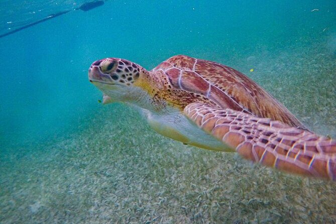 Akumal : Guided Snorkeling with Green Turtles and Corals - A Closer Look at the Experience
