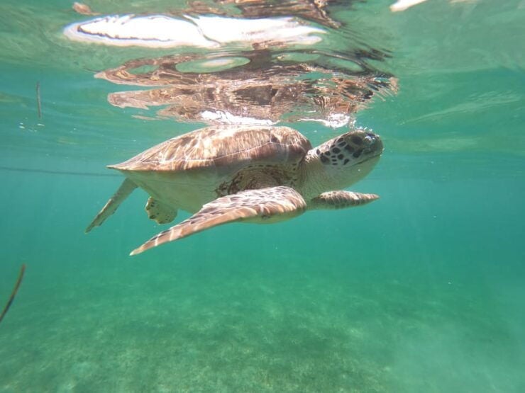 Akumal: Guided Turtle Snorkeling Tour and Pictures - Good To Know