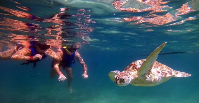 Akumal: Guided Turtle Snorkeling Tour and Pictures - Marine Life Sightings