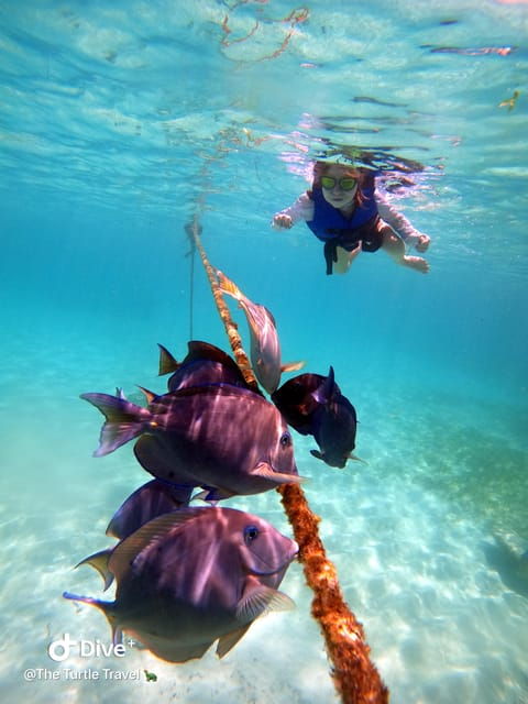 Akumal: Guided Turtle Snorkeling Tour and Pictures - Snorkeling Gear and Facilities
