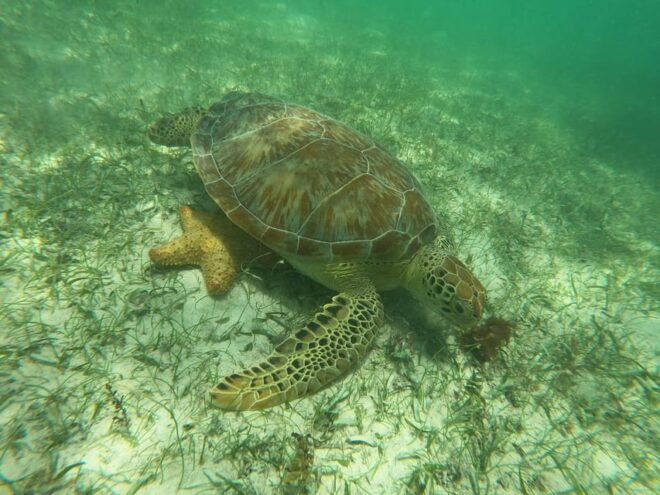 Akumal: Guided Turtle Snorkeling Tour and Pictures - Meeting Point and Parking
