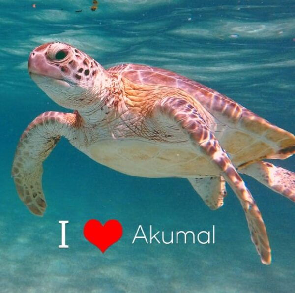 Akumal: Guided Turtle Snorkeling Tour and Pictures - Inclusions and Exclusions