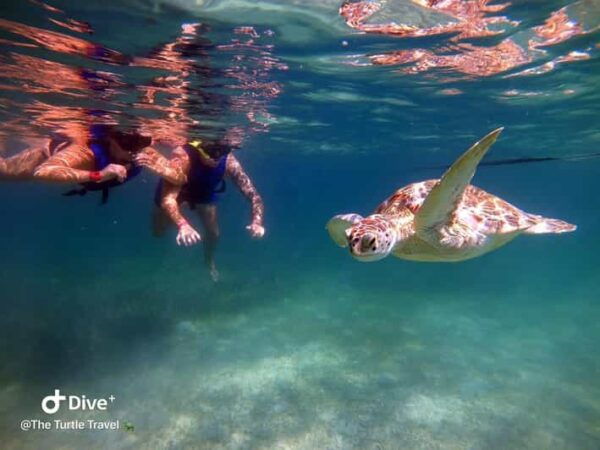 Akumal: Guided Turtle Snorkeling Tour and Pictures - Suitable Participants