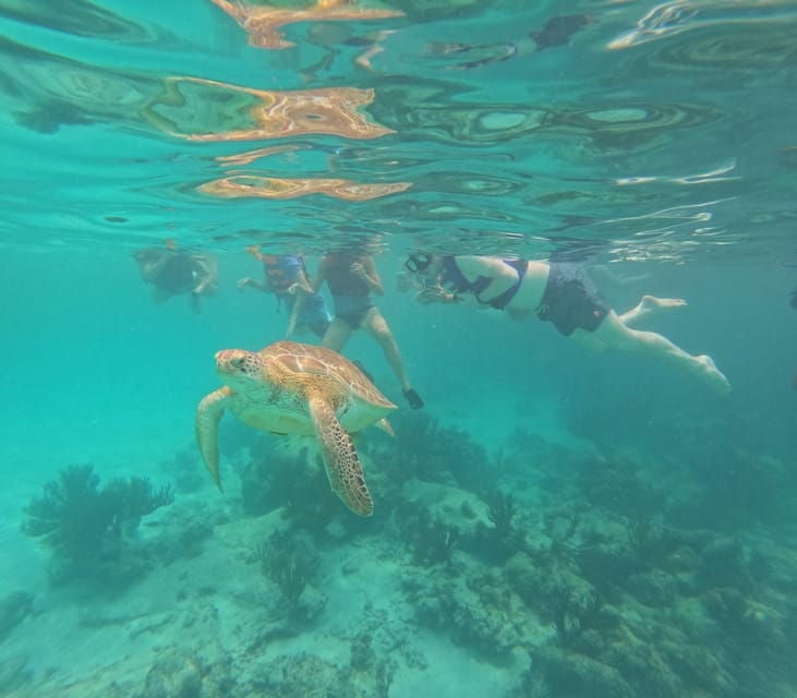 Akumal: Guided Turtle Snorkeling Tour - Inclusions