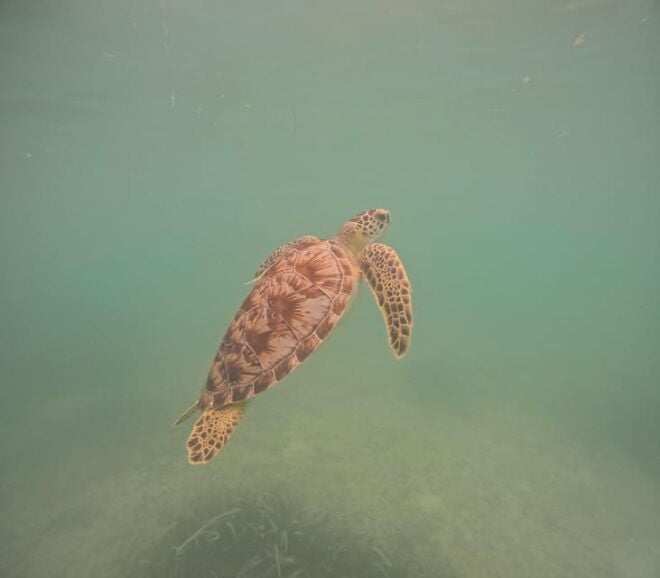 Akumal: Guided Turtle Snorkeling Tour - Highlights
